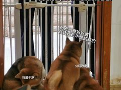 -是阿柴呀！柴犬咖啡·爱喵喵猫咖
