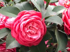 -华雅花园大酒店