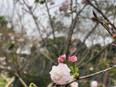 -天适樱花悠乐园