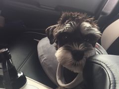 -伟伟宠物医院·CT影像中心·瑞派犬猫综合性门诊(汉口总院)