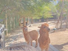 -灵玲国际马戏城