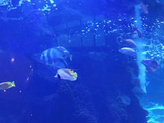 -OPEN開全日自助餐厅·牛肉火锅·海鲜(佛山希尔顿酒店)