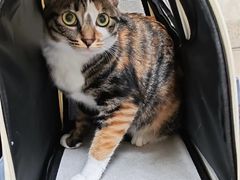 -动物缘宠物医院·骨科·猫科(西二环店)