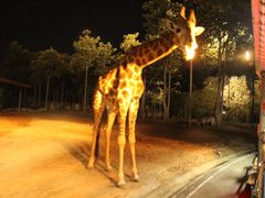 -清迈夜间动物园