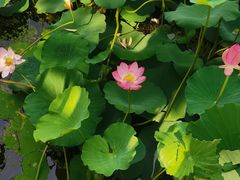 -保定东湖公园(莲池区)