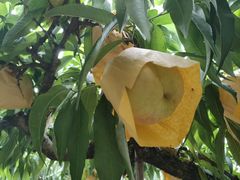 -老袁家蜜桃农场·阳山水蜜桃