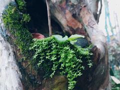 -朱砂古镇