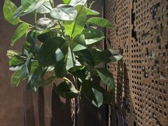 -穿越·外婆家(西溪天堂店)