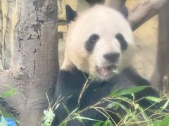 -成都动物园