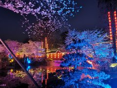 -东湖磨山景区樱花园-停车场