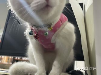 阿勒泰唯一一家宠物店，狗狗和猫猫的一些食品用品