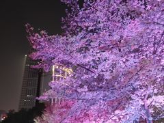 -西北湖绿化广场