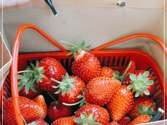 -甜心庄园·甜心草莓采摘园(西青中北店)