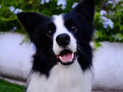 -汪说喵讲宠物乐园宠物酒店(红星美凯龙店)