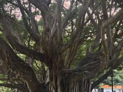 -莲花公园煎蟹(总店)