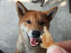 -柴犬高等学院·狗咖·柴犬售卖·宠物训练