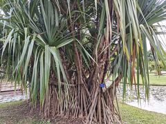 -中国科学院西双版纳热带植物园