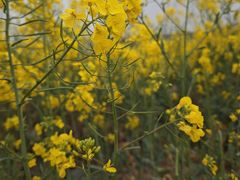 -双流老字号董蹄花(广场路店)