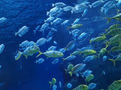 -海合安成都极地海洋公园