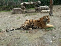 -上海野生动物园老虎餐厅