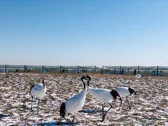 -盐城丹顶鹤湿地生态旅游区