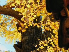 -青岛崂山太清宫