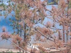 -青藏高原野生动物园