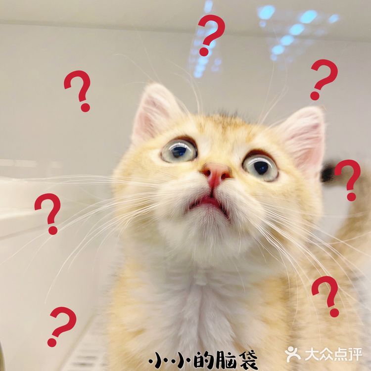 广州探店｜哇！银点简直就是我的梦中情猫啊！