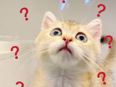 -lincat·猫舍(广州店)