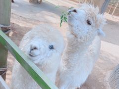 -辛玛王国游乐园