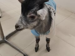 -怪兽屋·羊驼·猫咖·狗咖(俊华广场店)