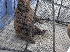 -青藏高原野生动物园