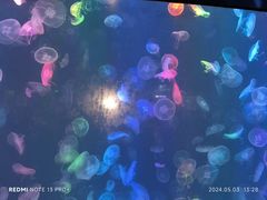 -烟台海昌鲸鲨海洋公园