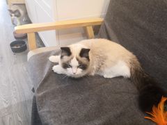-猫十亿·布偶金渐层·曼基康矮脚猫舍(青年路店)