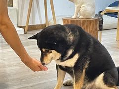 -柴迷FANS CLUB·柴犬狗咖·猫咖