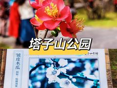 -塔子山公园