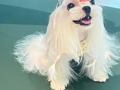 -帕帕拉兹宠物(亚洲旗舰店)