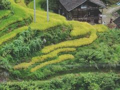 -紫鹊界梯田景区