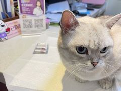 -宠爱国际动物医院· 猫科· 外科·中兽医(长白店)