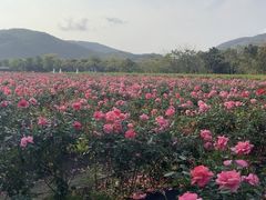 -亚龙湾国际玫瑰谷