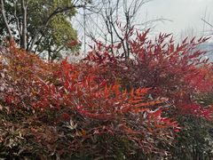 -嘉定紫藤园