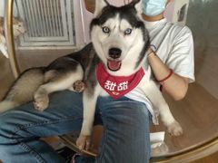 -Husky Go! 哈士奇体验馆·宠物咖啡厅狗咖