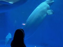 -海合安成都极地海洋公园