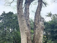 -广西壮族自治区药用植物园
