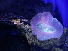 -大连圣亚海洋世界