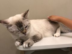 -猫域·湾主题猫咖·宠物吧(南坪城市广场店)