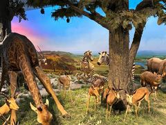 -国家自然博物馆