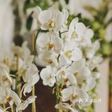 绿色家居~小户型绿植搭配清新怡然之家[吐][吐]