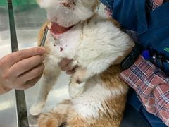 -瑞派动物医院·猫专科·至诚(江南中分院)