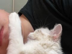 -柚子猫舍·精品猫舍购猫·猫咪认养·购宠·宠物店